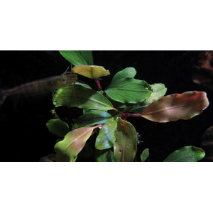 БУЦЕФАЛАНДРА ТЕЙЯ