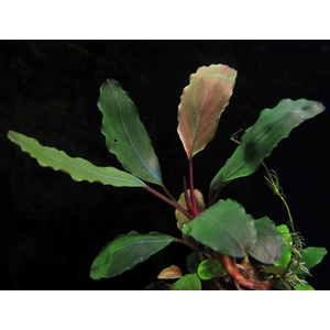 БУЦЕФАЛАНДРА ТЕЙЯ