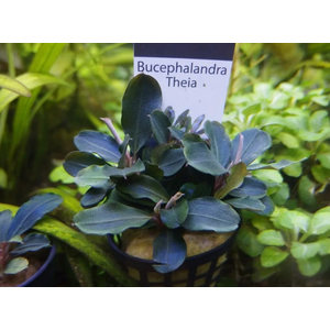 БУЦЕФАЛАНДРА ТЕЙЯ