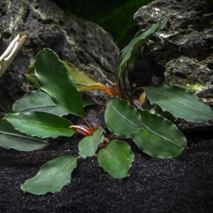 БУЦЕФАЛАНДРА ТЕЙЯ