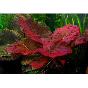 НИМФЕЯ КРАСНАЯ клубень - Nymphaea rubra bulb