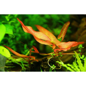 НИМФЕЯ КРАСНАЯ клубень - Nymphaea rubra bulb