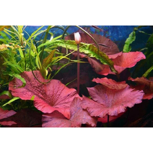 НИМФЕЯ КРАСНАЯ клубень - Nymphaea rubra bulb