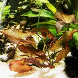 НИМФЕЯ КРАСНАЯ клубень - Nymphaea rubra bulb