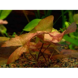 НИМФЕЯ КРАСНАЯ клубень - Nymphaea rubra bulb