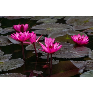 НИМФЕЯ КРАСНАЯ клубень - Nymphaea rubra bulb