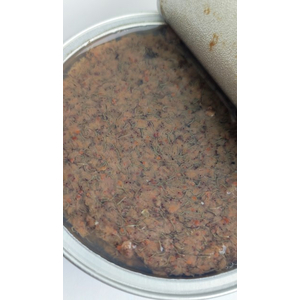 Артемия рачок, пастеризованая 100г. Без консервантов.