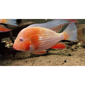 АКАРИХТИС ХЕККЕЛЯ АЛЬБИНО - Acarichthys heckelii albin