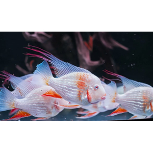 АКАРИХТИС ХЕККЕЛЯ АЛЬБИНО - Acarichthys heckelii albin