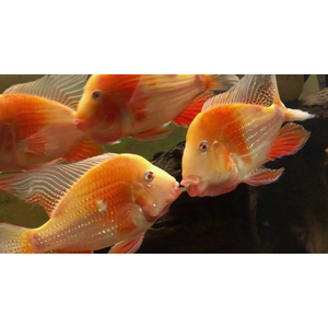 АКАРИХТИС ХЕККЕЛЯ АЛЬБИНО - Acarichthys heckelii albin