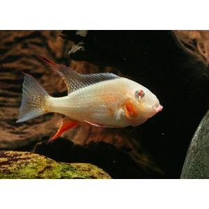 АКАРИХТИС ХЕККЕЛЯ АЛЬБИНО - Acarichthys heckelii albin