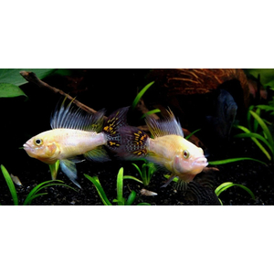 Апистограмма какаду голд