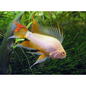 Апистограмма какаду голд