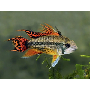 Апистограмма какаду Дабл ред