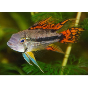 Апистограмма какаду Дабл ред