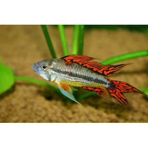 Апистограмма какаду Дабл ред