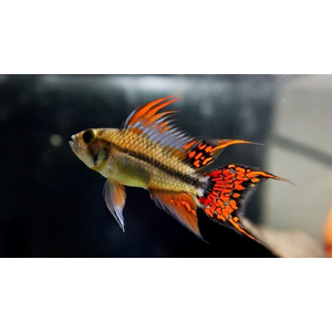 Апистограмма какаду Дабл ред