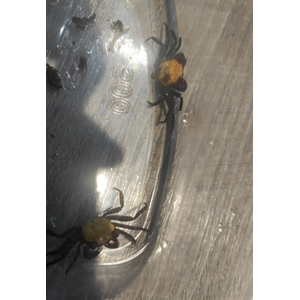 Краб Вампир Солнечный Лучик