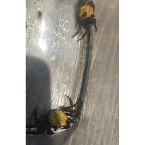 Краб Вампир Солнечный Лучик