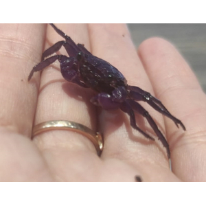 КРАБ ВАМПИР ЛАВАНДОВЫЙ - Lavanda Vampire Crab