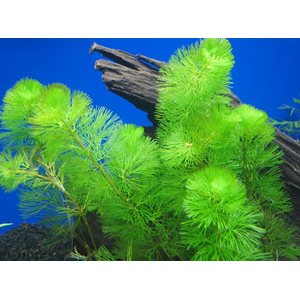 КАБОМБА ВОДНАЯ - Cabomba aquatica