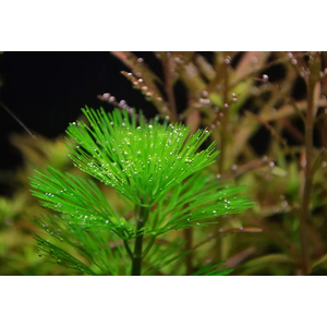 КАБОМБА ВОДНАЯ - Cabomba aquatica