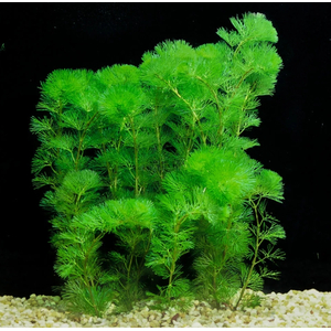 КАБОМБА ВОДНАЯ - Cabomba aquatica