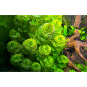 КАБОМБА ВОДНАЯ - Cabomba aquatica