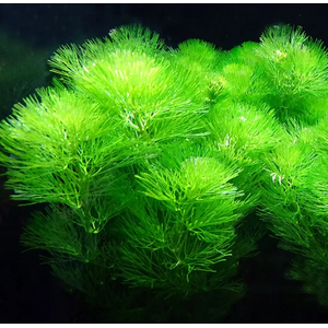 КАБОМБА ВОДНАЯ - Cabomba aquatica