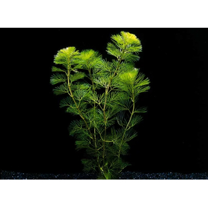 КАБОМБА ВОДНАЯ - Cabomba aquatica