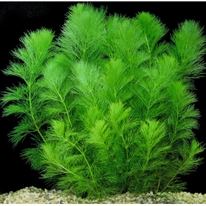 КАБОМБА ВОДНАЯ - Cabomba aquatica