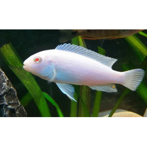 СНЕЖНЫЙ ПРИНЦ - Pseudotropheus pindani