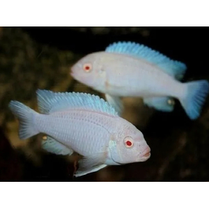 СНЕЖНЫЙ ПРИНЦ - Pseudotropheus pindani