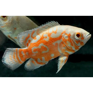 АСТРОНОТУС ТИГРОВЫЙ АЛЬБИНОС 5-6см - Astronotus
    Сохранить }
Общее
SEO
Опции
Вариации
Параметры доставки
Оптовые скидки
Подписчики
Модули
Характеристики
Вкладки
Комбинации товаров
Теги
Прикрепленные файлы
Яндекс.Маркет
Макеты
Информация 
Название
АСТРОНОТУС ТИГРОВЫЙ АЛЬБИНОС 5-6см - Astronotus
Категории
Категории, которые будут отображаться в навигации («хлебных крошках»).

Цена (Р):
499.00
Подробное описание:

Астронотус тигровый (Astronotus ocellatus) – это крупная и яркая аквариумная рыба, которая родом из Южной Америки. Эти рыбы могут достигать размера до 35 см в длину, имеют плоское округлое тело с крупной головой и большими глазами. Окрас астронотусов может быть различным: от золотистого до черного, с характерными темными полосами по бокам тела. Эти рыбы очень активны, поэтому им требуется просторный аквариум объемом не менее 400 литров, с мощным фильтром и сильным течением.

Температура воды для содержания астронотусов должна быть в районе 25-29 градусов, а жесткость – около 5-25 dGH. Они предпочитают питаться замороженными, сухими и живыми кормами, например, мотылем, артемией и трубочником. Однако, астронотусы могут быть агрессивными и территориальными, поэтому их не рекомендуется содержать с мелкими или медлительными рыбами. Вместо этого, им лучше подобрать сожителей из числа крупных и активных цихлид или сомов.


Подробно, по ссылке: АСТРОНОТУСЫ - ОПИСАНИЕ

Редактировать контент
Статус:
Вкл. Выкл. Скрыто