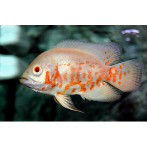 АСТРОНОТУС ТИГРОВЫЙ АЛЬБИНОС 5-6см - Astronotus
    Сохранить }
Общее
SEO
Опции
Вариации
Параметры доставки
Оптовые скидки
Подписчики
Модули
Характеристики
Вкладки
Комбинации товаров
Теги
Прикрепленные файлы
Яндекс.Маркет
Макеты
Информация 
Название
АСТРОНОТУС ТИГРОВЫЙ АЛЬБИНОС 5-6см - Astronotus
Категории
Категории, которые будут отображаться в навигации («хлебных крошках»).

Цена (Р):
499.00
Подробное описание:

Астронотус тигровый (Astronotus ocellatus) – это крупная и яркая аквариумная рыба, которая родом из Южной Америки. Эти рыбы могут достигать размера до 35 см в длину, имеют плоское округлое тело с крупной головой и большими глазами. Окрас астронотусов может быть различным: от золотистого до черного, с характерными темными полосами по бокам тела. Эти рыбы очень активны, поэтому им требуется просторный аквариум объемом не менее 400 литров, с мощным фильтром и сильным течением.

Температура воды для содержания астронотусов должна быть в районе 25-29 градусов, а жесткость – около 5-25 dGH. Они предпочитают питаться замороженными, сухими и живыми кормами, например, мотылем, артемией и трубочником. Однако, астронотусы могут быть агрессивными и территориальными, поэтому их не рекомендуется содержать с мелкими или медлительными рыбами. Вместо этого, им лучше подобрать сожителей из числа крупных и активных цихлид или сомов.


Подробно, по ссылке: АСТРОНОТУСЫ - ОПИСАНИЕ

Редактировать контент
Статус:
Вкл. Выкл. Скрыто