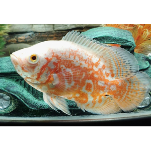 АСТРОНОТУС ТИГРОВЫЙ АЛЬБИНОС 5-6см - Astronotus
    Сохранить }
Общее
SEO
Опции
Вариации
Параметры доставки
Оптовые скидки
Подписчики
Модули
Характеристики
Вкладки
Комбинации товаров
Теги
Прикрепленные файлы
Яндекс.Маркет
Макеты
Информация 
Название
АСТРОНОТУС ТИГРОВЫЙ АЛЬБИНОС 5-6см - Astronotus
Категории
Категории, которые будут отображаться в навигации («хлебных крошках»).

Цена (Р):
499.00
Подробное описание:

Астронотус тигровый (Astronotus ocellatus) – это крупная и яркая аквариумная рыба, которая родом из Южной Америки. Эти рыбы могут достигать размера до 35 см в длину, имеют плоское округлое тело с крупной головой и большими глазами. Окрас астронотусов может быть различным: от золотистого до черного, с характерными темными полосами по бокам тела. Эти рыбы очень активны, поэтому им требуется просторный аквариум объемом не менее 400 литров, с мощным фильтром и сильным течением.

Температура воды для содержания астронотусов должна быть в районе 25-29 градусов, а жесткость – около 5-25 dGH. Они предпочитают питаться замороженными, сухими и живыми кормами, например, мотылем, артемией и трубочником. Однако, астронотусы могут быть агрессивными и территориальными, поэтому их не рекомендуется содержать с мелкими или медлительными рыбами. Вместо этого, им лучше подобрать сожителей из числа крупных и активных цихлид или сомов.


Подробно, по ссылке: АСТРОНОТУСЫ - ОПИСАНИЕ

Редактировать контент
Статус:
Вкл. Выкл. Скрыто