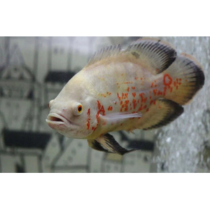 АСТРОНОТУС ТИГРОВЫЙ АЛЬБИНОС 5-6см - Astronotus
    Сохранить }
Общее
SEO
Опции
Вариации
Параметры доставки
Оптовые скидки
Подписчики
Модули
Характеристики
Вкладки
Комбинации товаров
Теги
Прикрепленные файлы
Яндекс.Маркет
Макеты
Информация 
Название
АСТРОНОТУС ТИГРОВЫЙ АЛЬБИНОС 5-6см - Astronotus
Категории
Категории, которые будут отображаться в навигации («хлебных крошках»).

Цена (Р):
499.00
Подробное описание:

Астронотус тигровый (Astronotus ocellatus) – это крупная и яркая аквариумная рыба, которая родом из Южной Америки. Эти рыбы могут достигать размера до 35 см в длину, имеют плоское округлое тело с крупной головой и большими глазами. Окрас астронотусов может быть различным: от золотистого до черного, с характерными темными полосами по бокам тела. Эти рыбы очень активны, поэтому им требуется просторный аквариум объемом не менее 400 литров, с мощным фильтром и сильным течением.

Температура воды для содержания астронотусов должна быть в районе 25-29 градусов, а жесткость – около 5-25 dGH. Они предпочитают питаться замороженными, сухими и живыми кормами, например, мотылем, артемией и трубочником. Однако, астронотусы могут быть агрессивными и территориальными, поэтому их не рекомендуется содержать с мелкими или медлительными рыбами. Вместо этого, им лучше подобрать сожителей из числа крупных и активных цихлид или сомов.


Подробно, по ссылке: АСТРОНОТУСЫ - ОПИСАНИЕ

Редактировать контент
Статус:
Вкл. Выкл. Скрыто