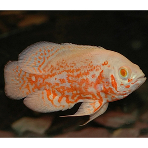 АСТРОНОТУС ТИГРОВЫЙ АЛЬБИНОС 5-6см - Astronotus
    Сохранить }
Общее
SEO
Опции
Вариации
Параметры доставки
Оптовые скидки
Подписчики
Модули
Характеристики
Вкладки
Комбинации товаров
Теги
Прикрепленные файлы
Яндекс.Маркет
Макеты
Информация 
Название
АСТРОНОТУС ТИГРОВЫЙ АЛЬБИНОС 5-6см - Astronotus
Категории
Категории, которые будут отображаться в навигации («хлебных крошках»).

Цена (Р):
499.00
Подробное описание:

Астронотус тигровый (Astronotus ocellatus) – это крупная и яркая аквариумная рыба, которая родом из Южной Америки. Эти рыбы могут достигать размера до 35 см в длину, имеют плоское округлое тело с крупной головой и большими глазами. Окрас астронотусов может быть различным: от золотистого до черного, с характерными темными полосами по бокам тела. Эти рыбы очень активны, поэтому им требуется просторный аквариум объемом не менее 400 литров, с мощным фильтром и сильным течением.

Температура воды для содержания астронотусов должна быть в районе 25-29 градусов, а жесткость – около 5-25 dGH. Они предпочитают питаться замороженными, сухими и живыми кормами, например, мотылем, артемией и трубочником. Однако, астронотусы могут быть агрессивными и территориальными, поэтому их не рекомендуется содержать с мелкими или медлительными рыбами. Вместо этого, им лучше подобрать сожителей из числа крупных и активных цихлид или сомов.


Подробно, по ссылке: АСТРОНОТУСЫ - ОПИСАНИЕ

Редактировать контент
Статус:
Вкл. Выкл. Скрыто