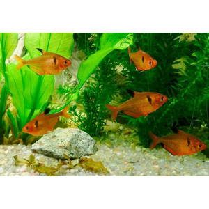 Минор (лат. Hyphessobrycon minor) — вид аквариумных лучепёрых рыб семейства харациновых. Также называется кровавой или красной тетрой, серпасом.