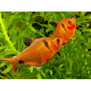 Минор (лат. Hyphessobrycon minor) — вид аквариумных лучепёрых рыб семейства харациновых. Также называется кровавой или красной тетрой, серпасом.