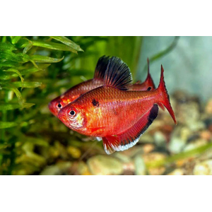 Минор (лат. Hyphessobrycon minor) — вид аквариумных лучепёрых рыб семейства харациновых. Также называется кровавой или красной тетрой, серпасом.