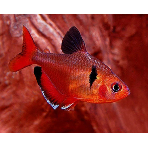 Минор (лат. Hyphessobrycon minor) — вид аквариумных лучепёрых рыб семейства харациновых. Также называется кровавой или красной тетрой, серпасом.