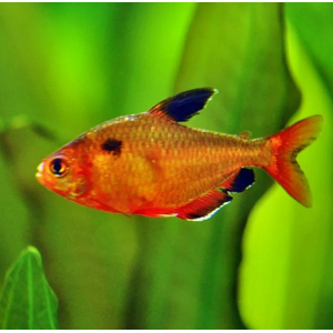 Минор (лат. Hyphessobrycon minor) — вид аквариумных лучепёрых рыб семейства харациновых. Также называется кровавой или красной тетрой, серпасом.