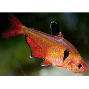 Минор (лат. Hyphessobrycon minor) — вид аквариумных лучепёрых рыб семейства харациновых. Также называется кровавой или красной тетрой, серпасом.