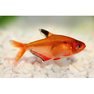 Минор (лат. Hyphessobrycon minor) — вид аквариумных лучепёрых рыб семейства харациновых. Также называется кровавой или красной тетрой, серпасом.