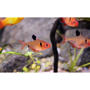 Минор (лат. Hyphessobrycon minor) — вид аквариумных лучепёрых рыб семейства харациновых. Также называется кровавой или красной тетрой, серпасом.