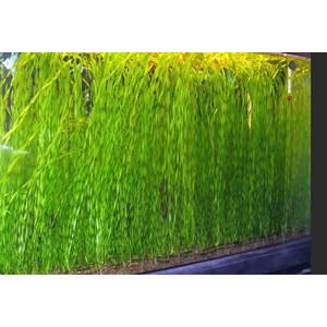 ВАЛЛИСНЕРИЯ