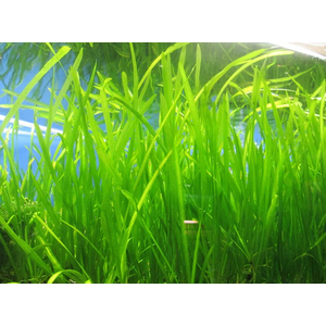 ВАЛЛИСНЕРИЯ