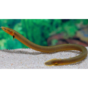 КАЛАБАРСКИЙ КАЛАМОИХТ - Erpetoichthys calabaricus