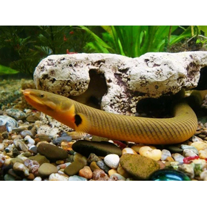 КАЛАБАРСКИЙ КАЛАМОИХТ - Erpetoichthys calabaricus